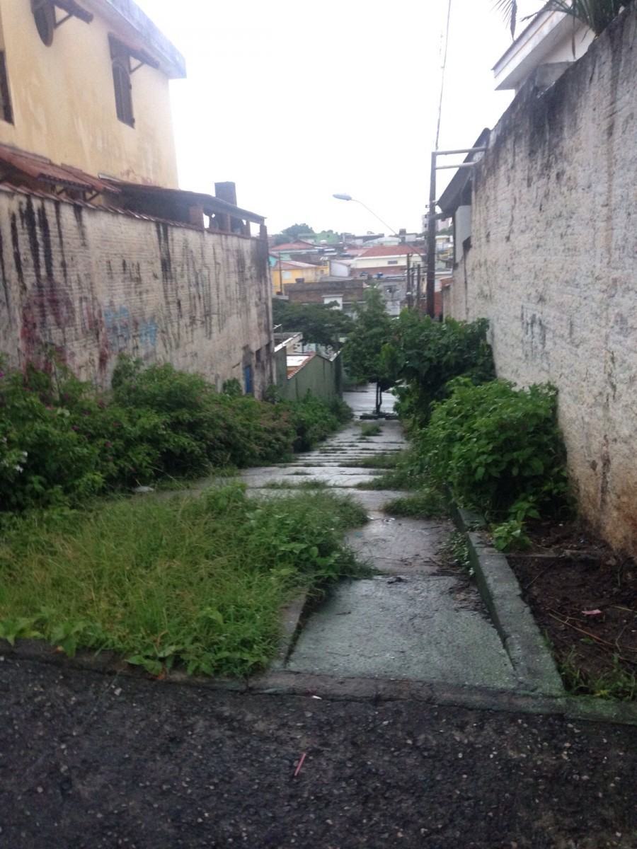 mato alto