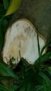 poda 2