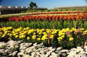 holanda-expoflores-(1)