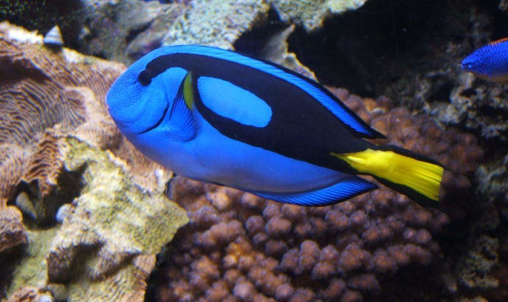 Não procure uma Dory | Click Guarulhos