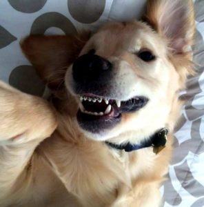 aparelho-para-cachorro