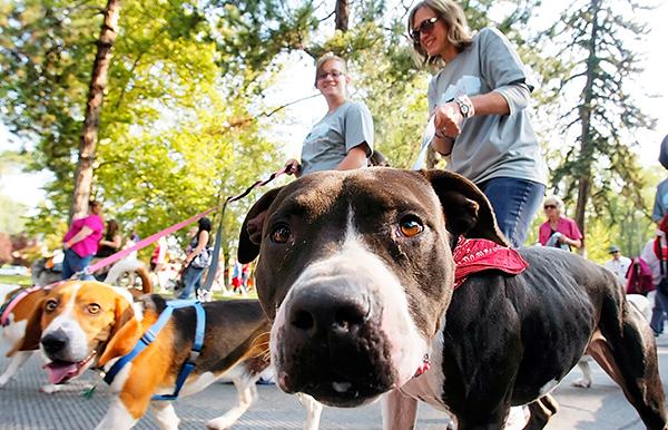 1ª Cãominhada de Guarulhos | Click Guarulhos