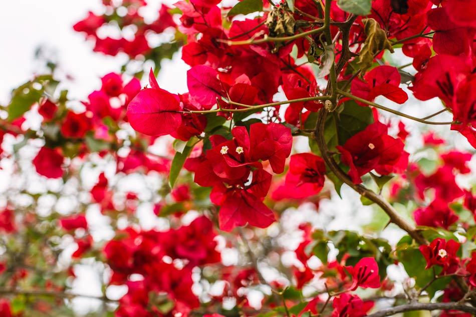 flores_ms-107
