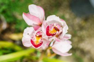 orquideas-flores-ms-19