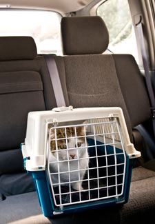 Regras de trânsito para o transporte de animais no carro | Click Guarulhos