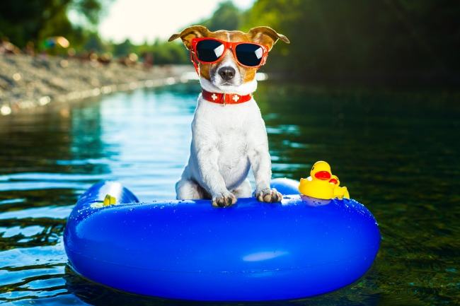 5 dicas para os pets curtirem o Verão 5 dicas para os pets curtirem o Verão