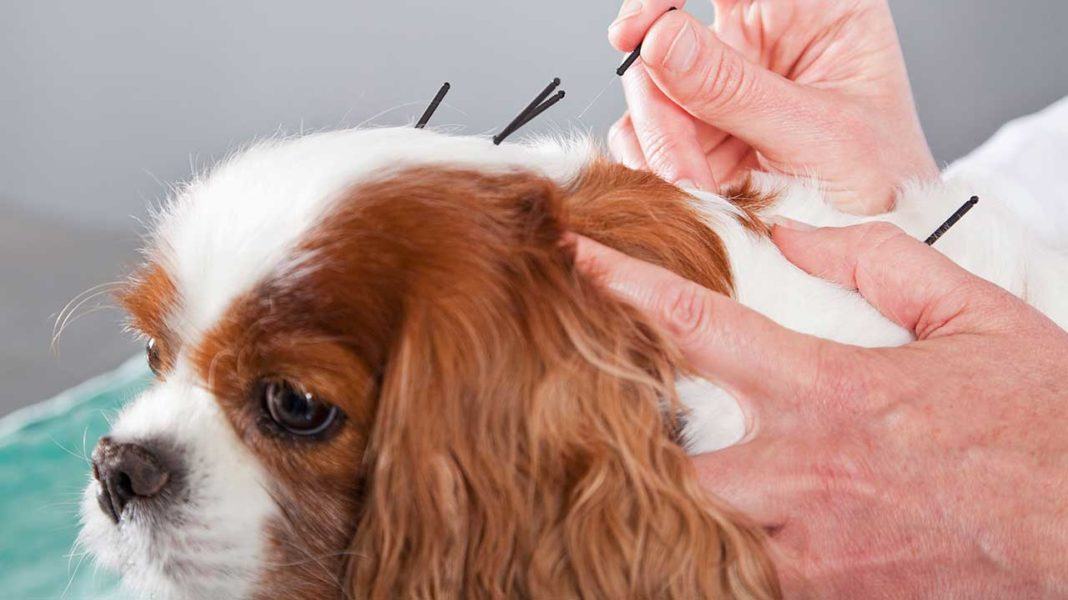 Acupuntura para pets Acupuntura para pets