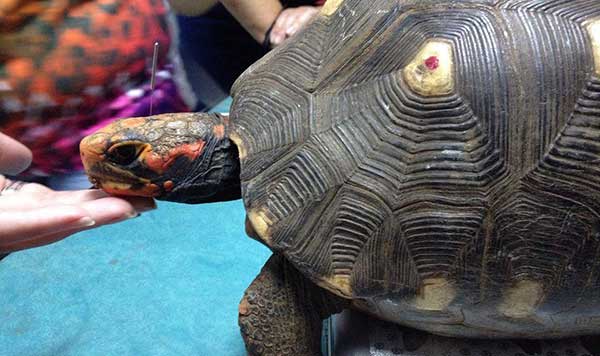 Acupuntura para pets