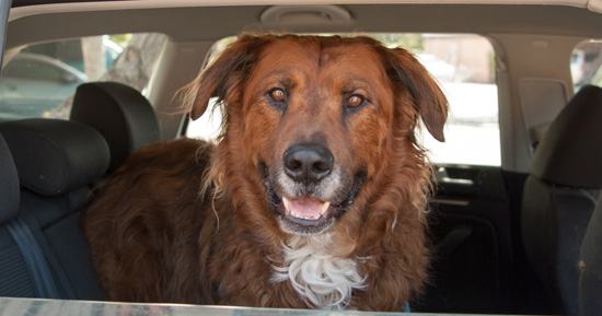 Regras de trânsito para o transporte de animais no carro | Click Guarulhos
