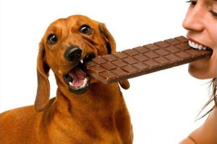 Cão Comendo Chocolate