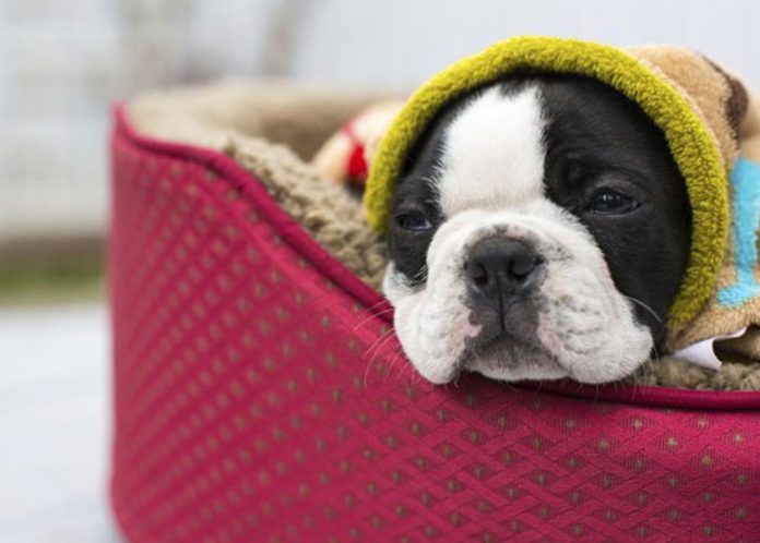 pet-inverno