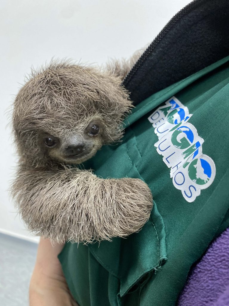 Zoológico de Guarulhos - filhote de bicho-preguiça