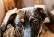 Prefeitura leva feira de adoção de cães e gatos ao Lavras neste sábado