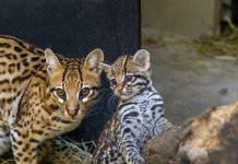 Filhote de casal de jaguatiricas resgatadas nasce no Zoo SP e já pode ser vista pelo público